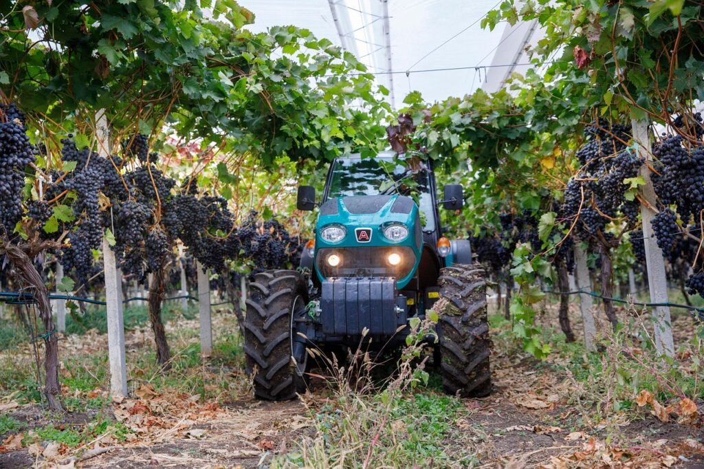 grapes, vineyard, tractor, grapevines, fruits, vines, viticulture, winegrowing, path, plantation, agriculture, moldova